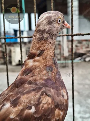 4 Female Pigeons