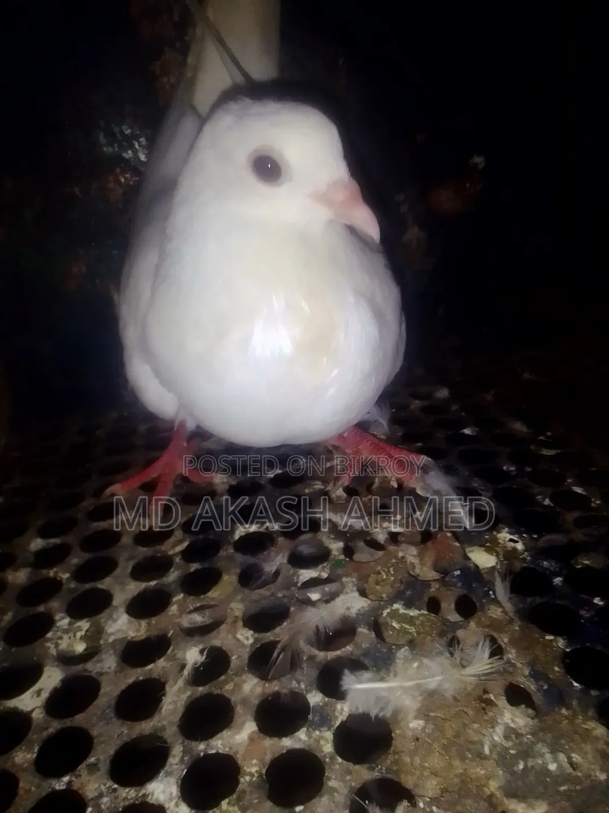 কবুতর বিক্রি করা হবে