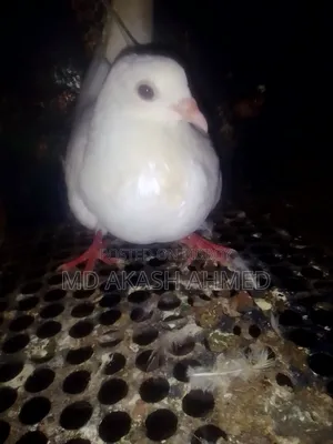 কবুতর বিক্রি করা হবে