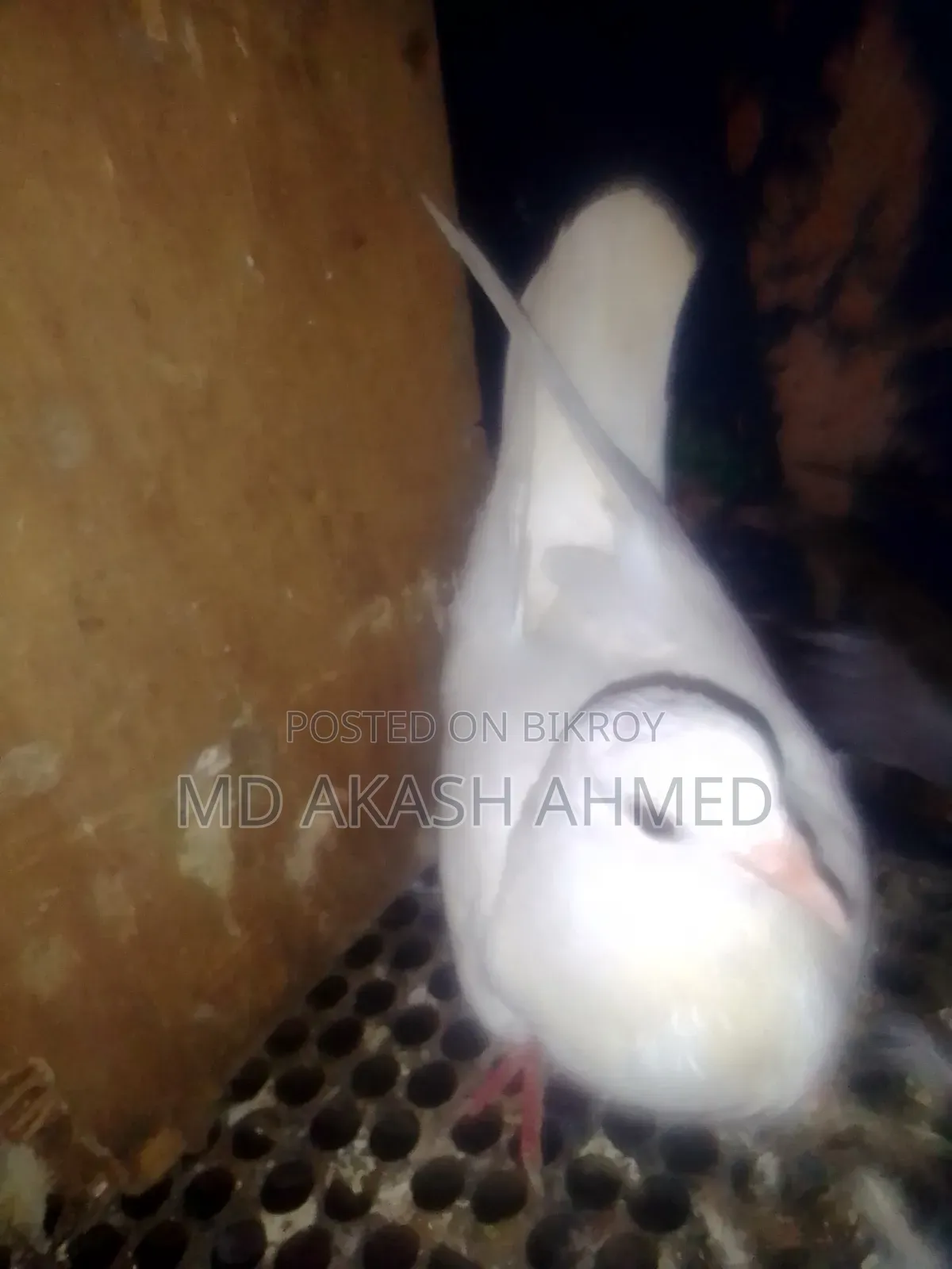 কবুতর বিক্রি করা হবে