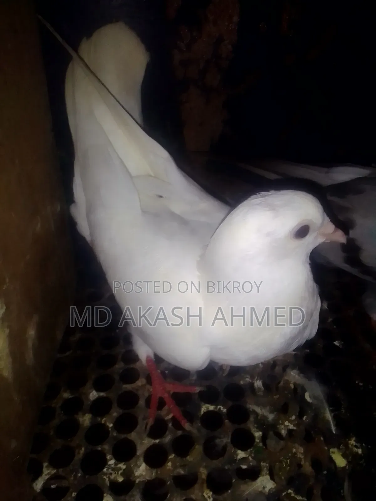 কবুতর বিক্রি করা হবে