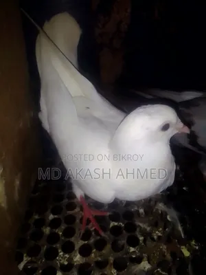 কবুতর বিক্রি করা হবে