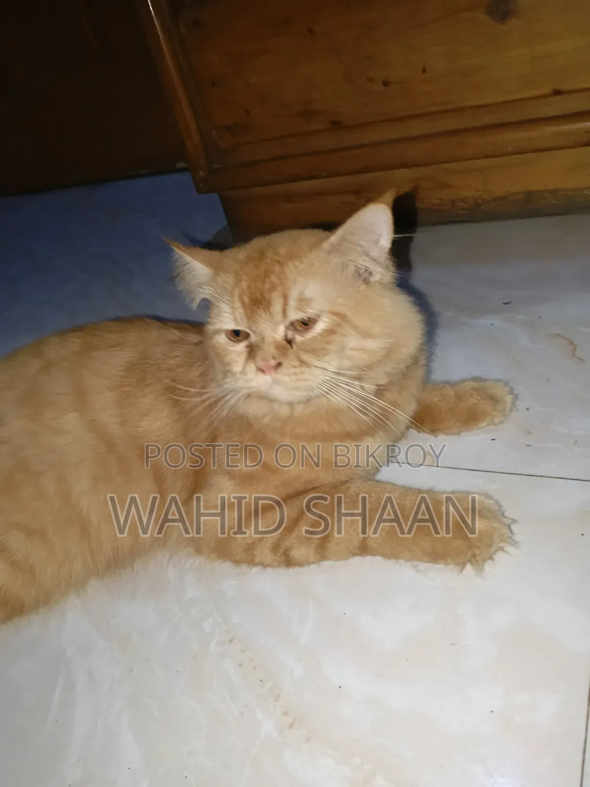 1+ Year Male Purebred Persian