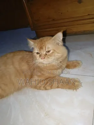 1+ Year Male Purebred Persian