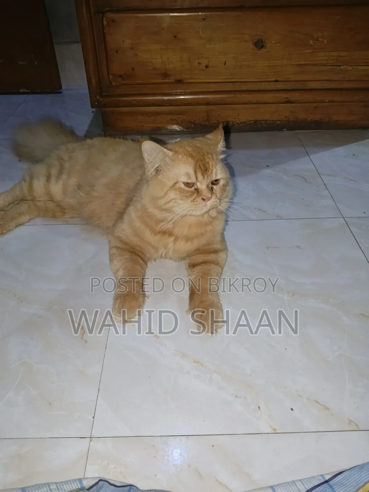 1+ Year Male Purebred Persian