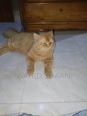 1+ Year Male Purebred Persian