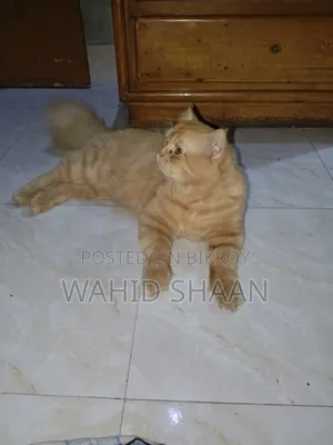 1+ Year Male Purebred Persian
