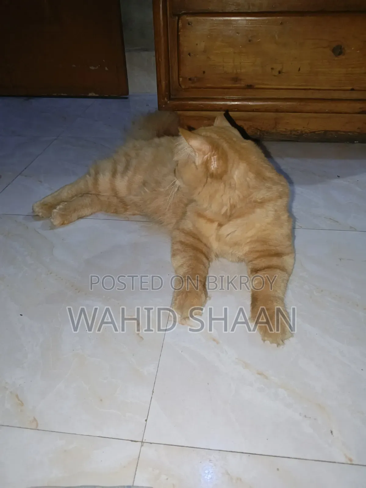 1+ Year Male Purebred Persian