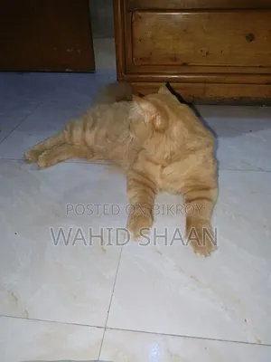 1+ Year Male Purebred Persian