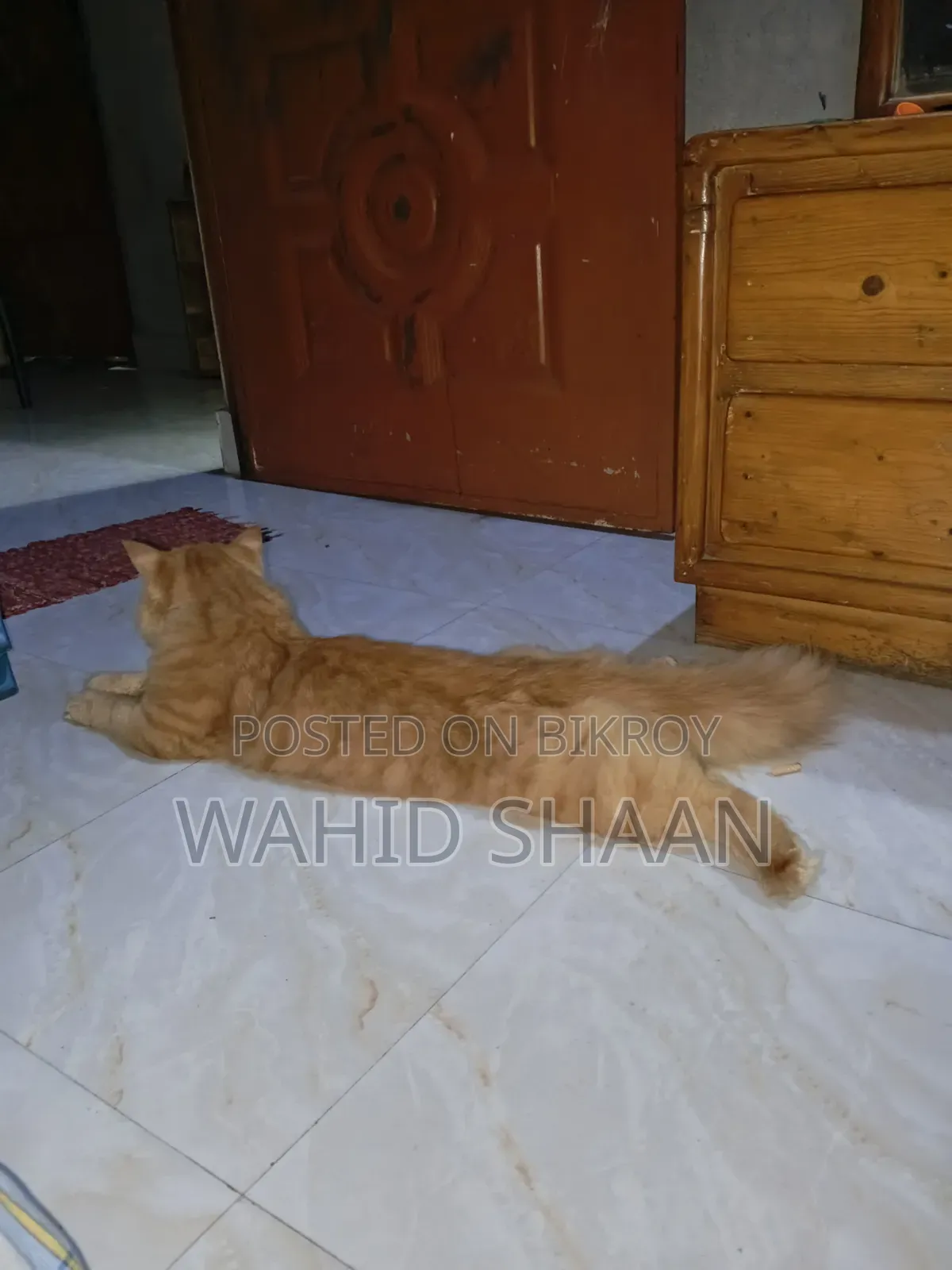 1+ Year Male Purebred Persian