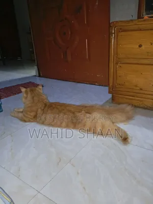 1+ Year Male Purebred Persian