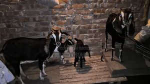 Many good breeds of original Black Bengal and cross