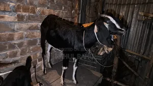 Many good breeds of original Black Bengal and cross