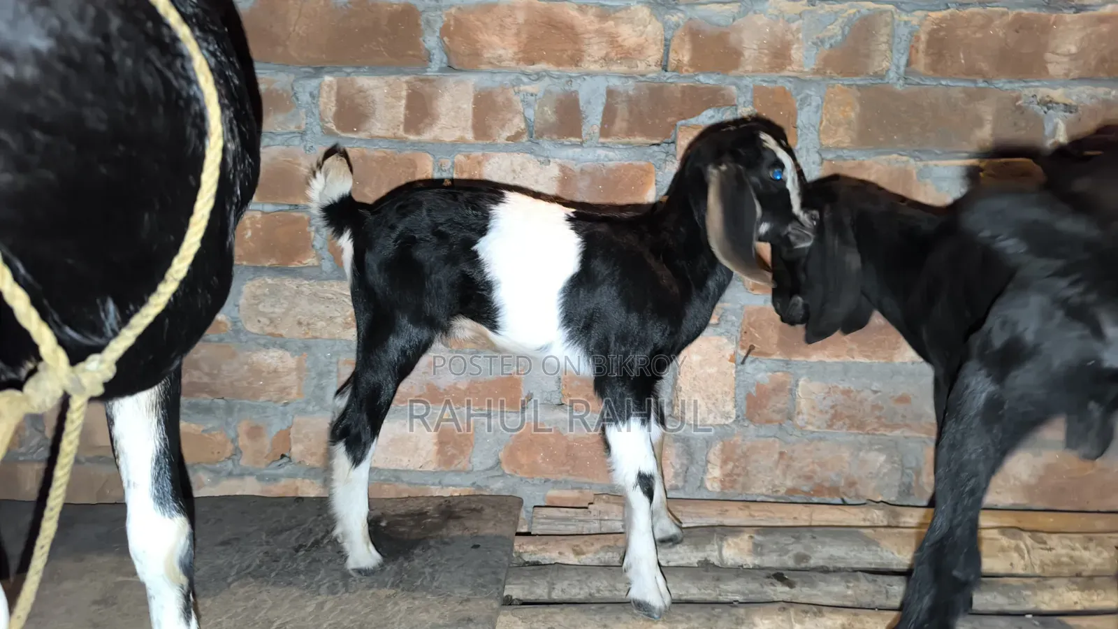 Many good breeds of original Black Bengal and cross
