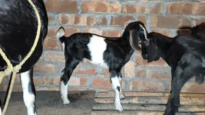 Many good breeds of original Black Bengal and cross