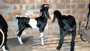 Many good breeds of original Black Bengal and cross