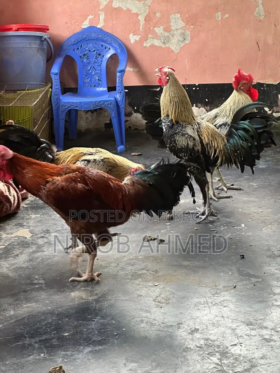 Total 6 healthy and good quality roosters