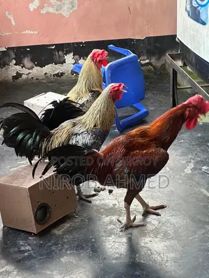 Total 6 healthy and good quality roosters