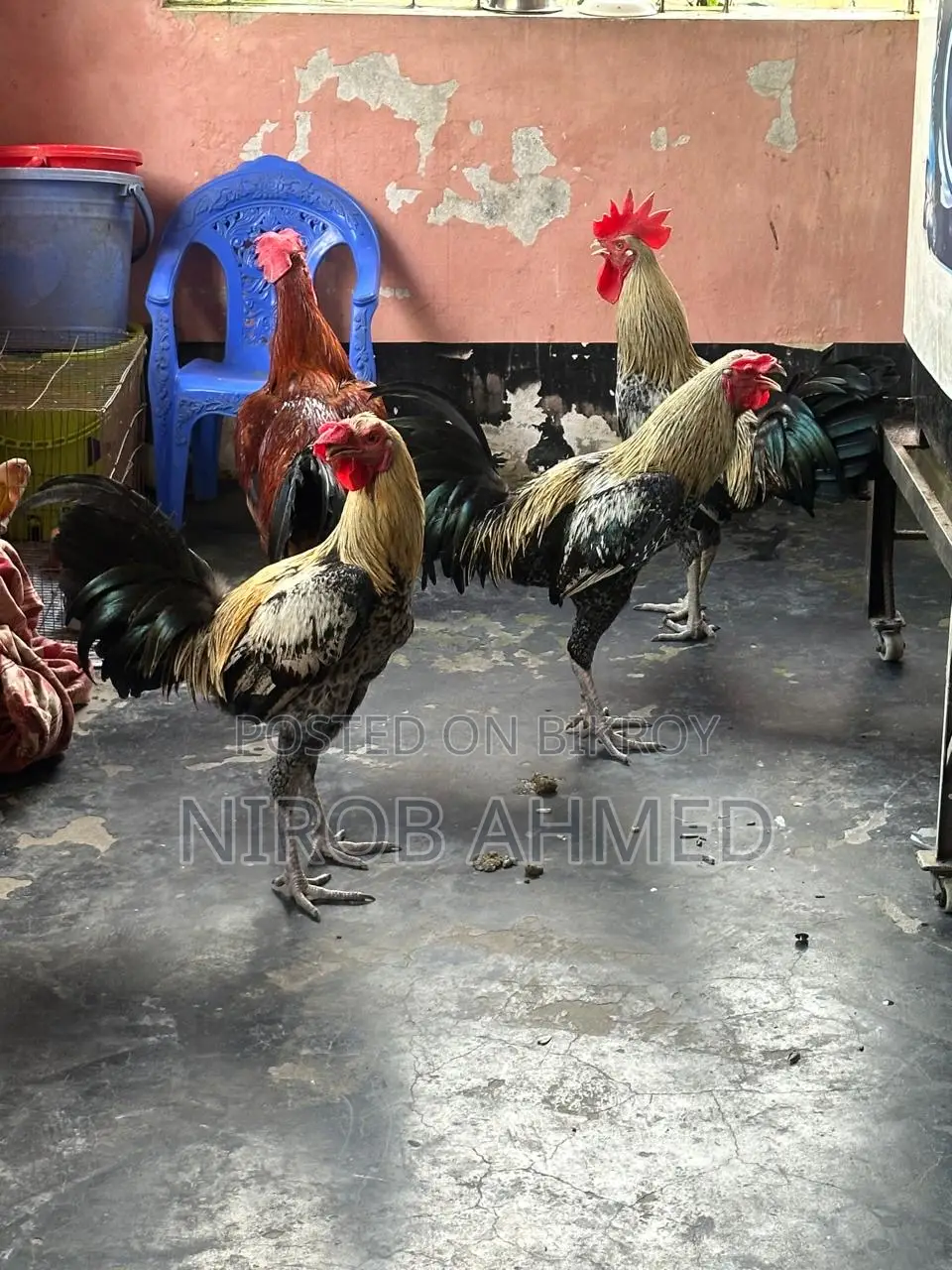Total 6 healthy and good quality roosters
