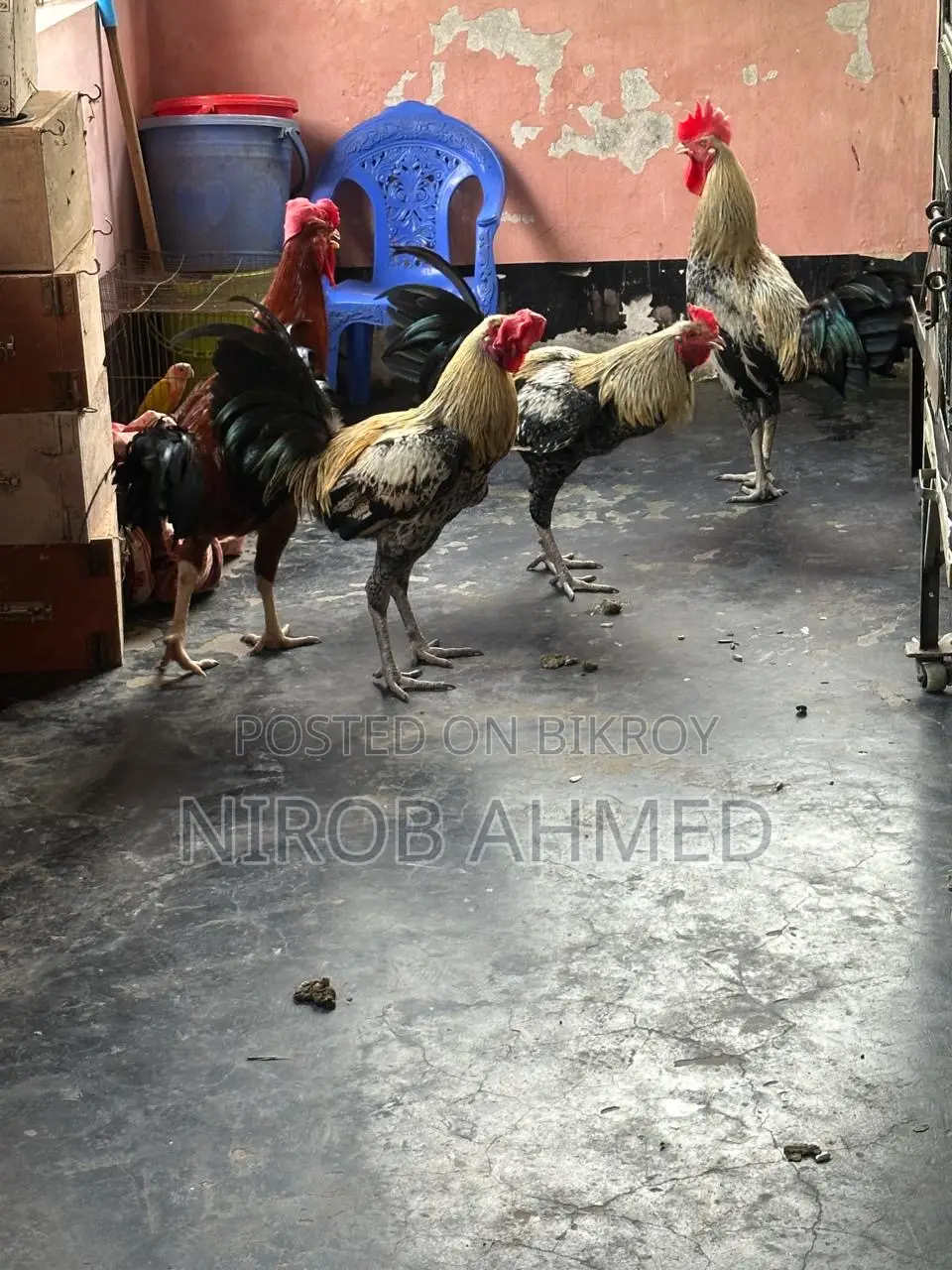 Total 6 healthy and good quality roosters