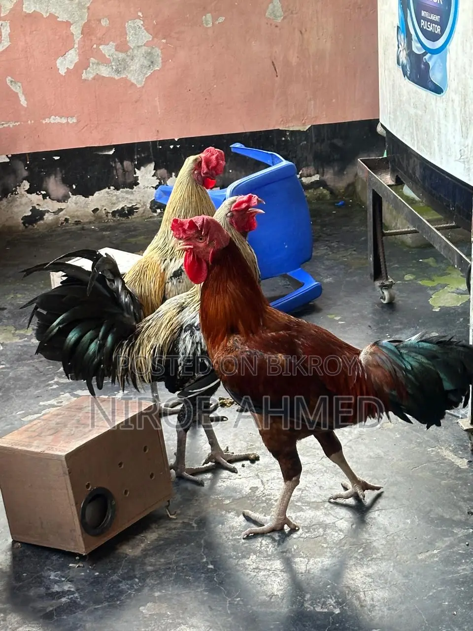 Total 6 healthy and good quality roosters
