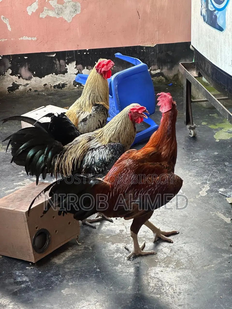 Total 6 healthy and good quality roosters