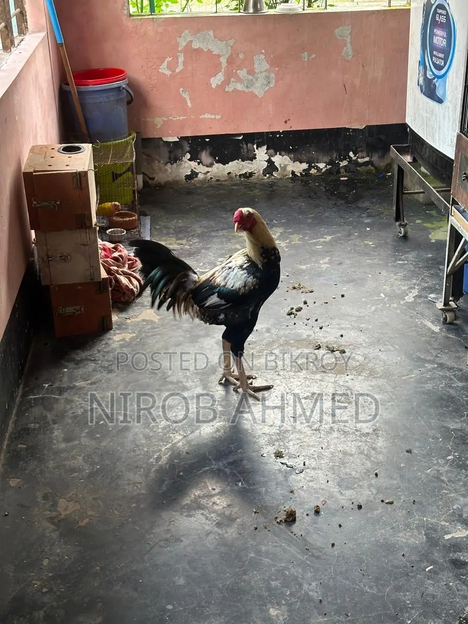 Total 6 healthy and good quality roosters