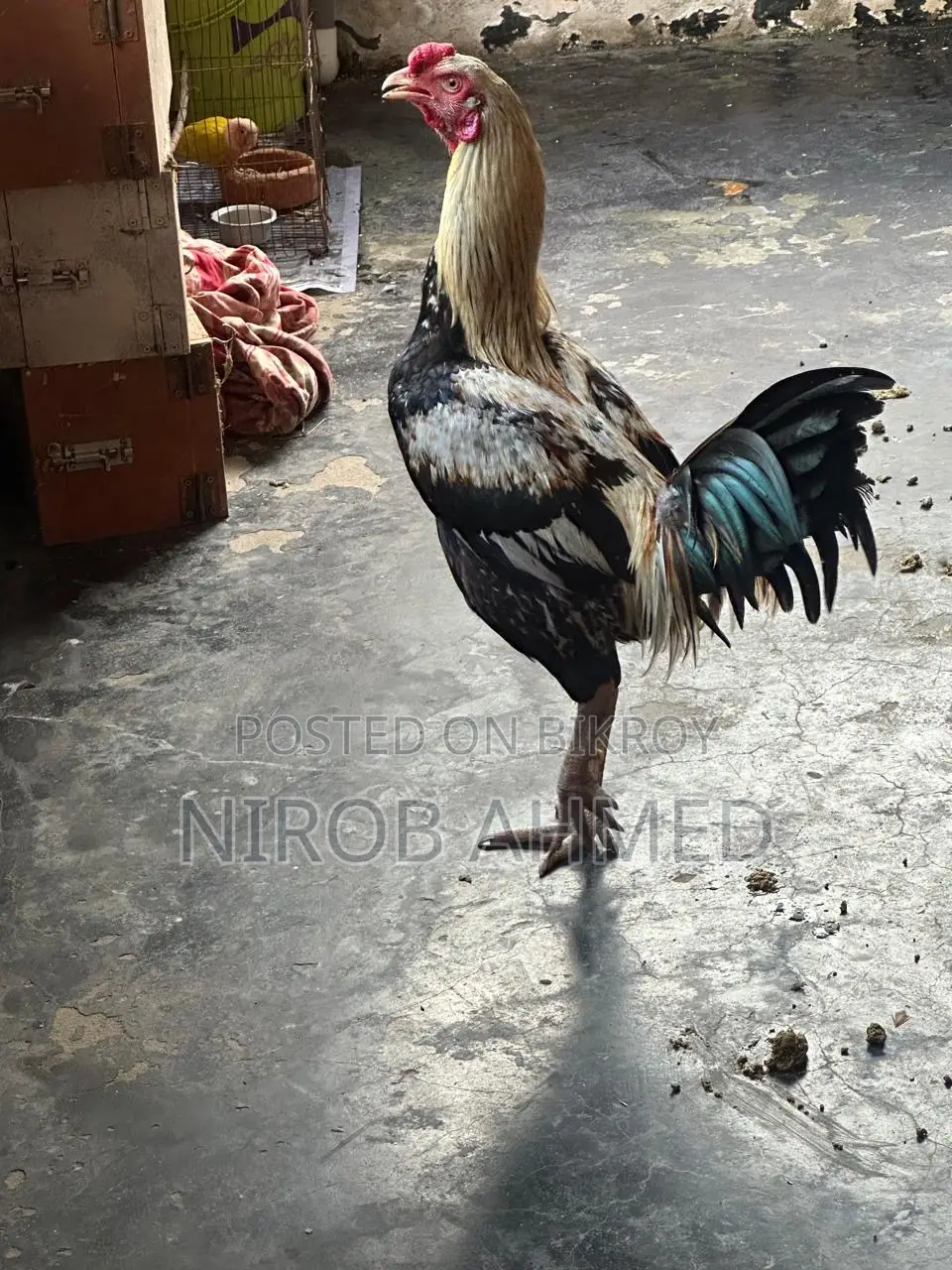 Total 6 healthy and good quality roosters