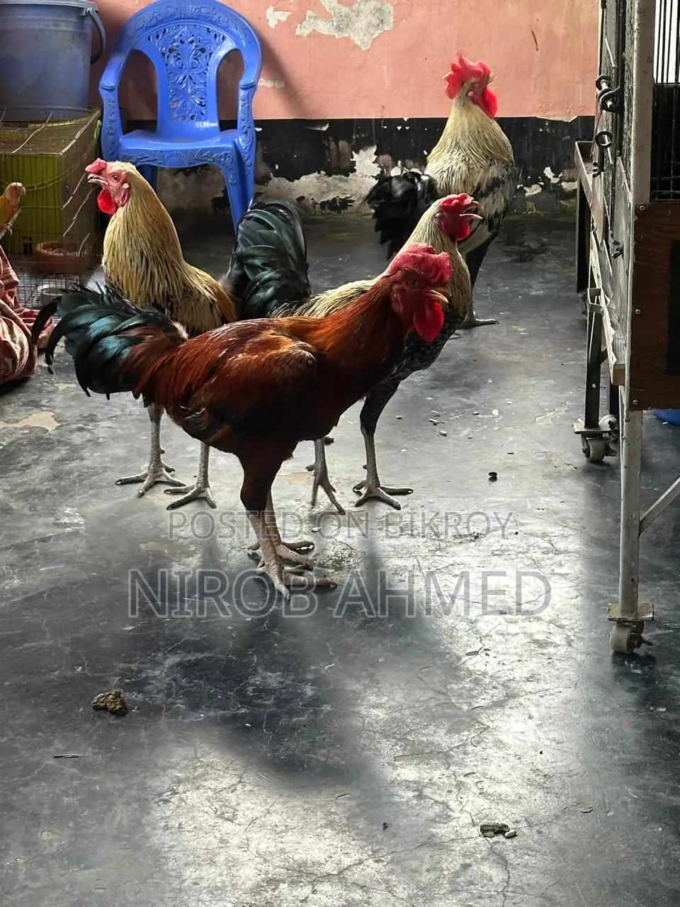 Total 6 healthy and good quality roosters
