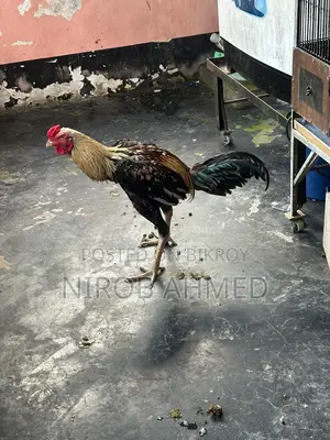 Total 6 healthy and good quality roosters