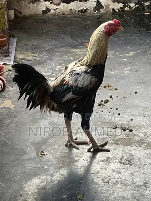 Total 6 healthy and good quality roosters