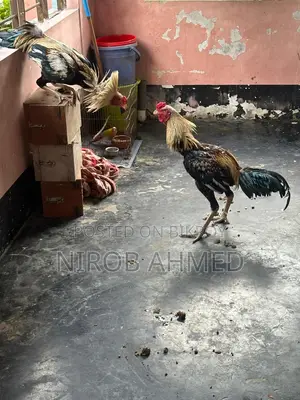 Total 6 healthy and good quality roosters