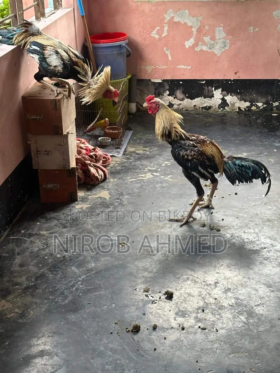 Total 6 healthy and good quality roosters