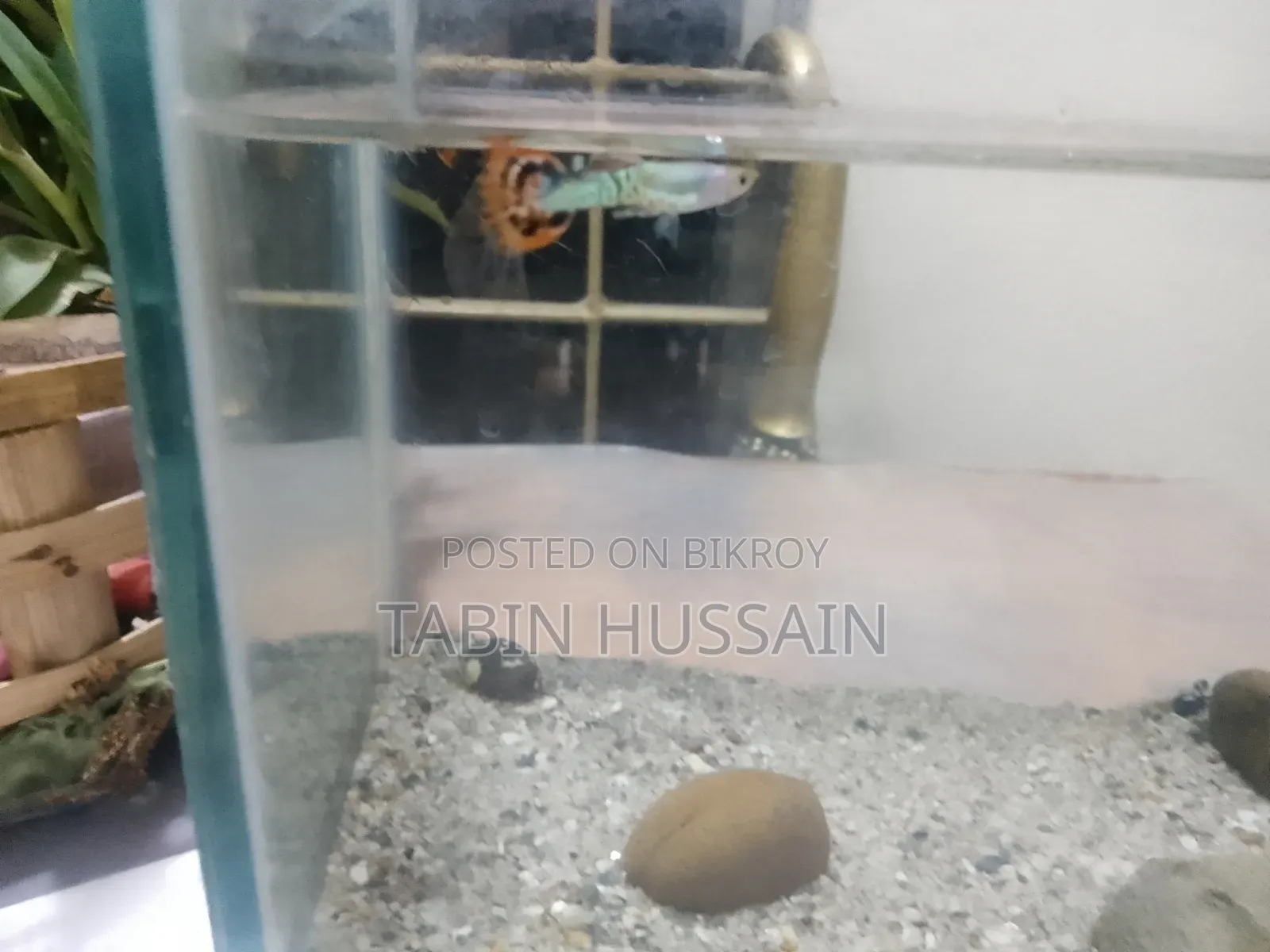 কোবরা প্যাটার্ন গাপ্পি (মেল) প্রাইস ফিক্সড