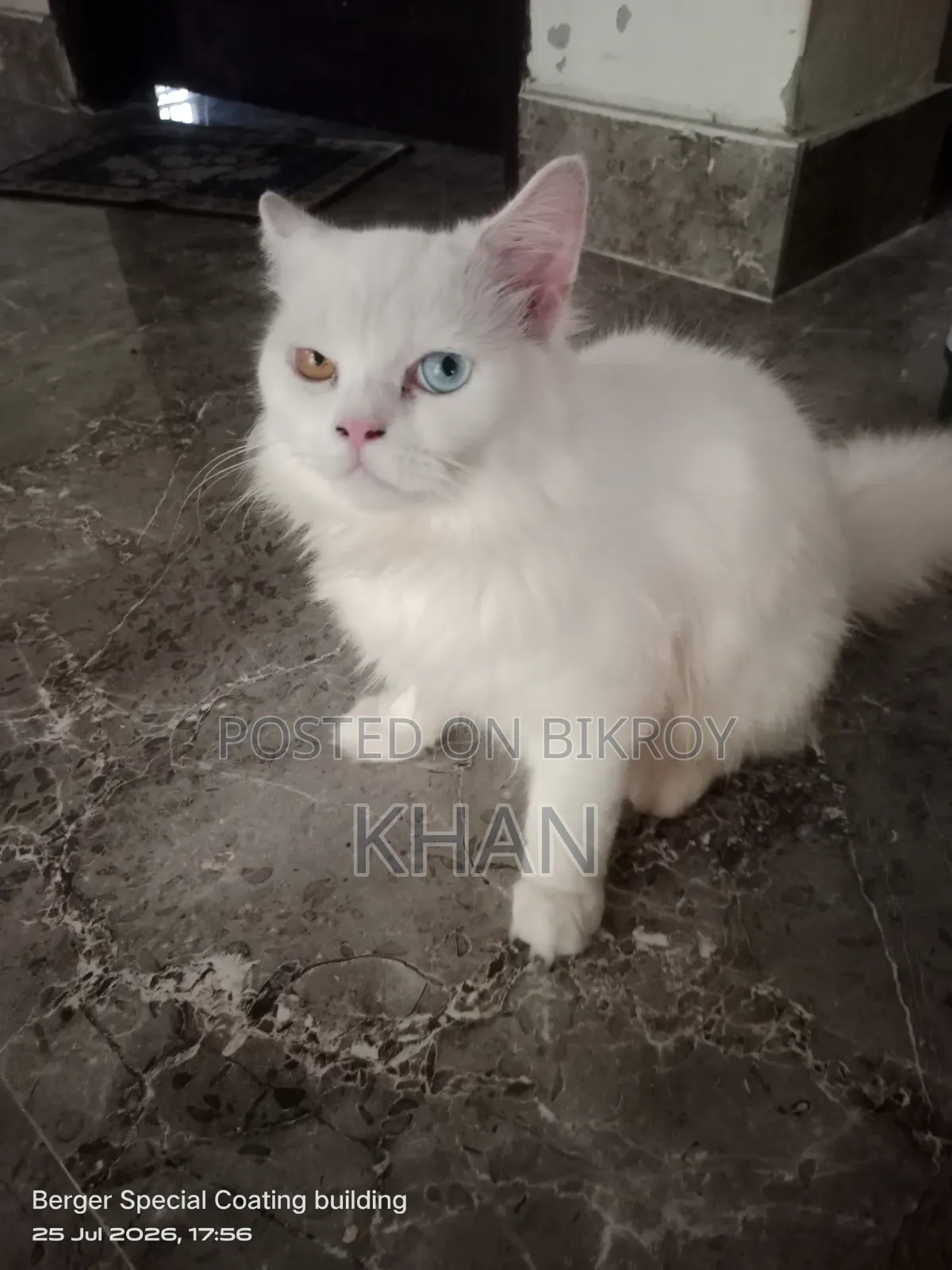 1+ Year Male Purebred Persian