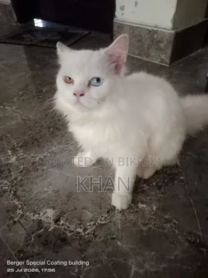 1+ Year Male Purebred Persian