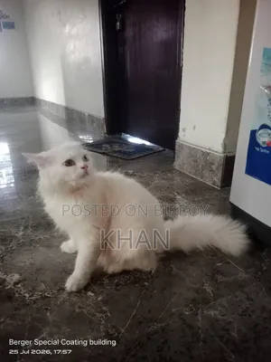 1+ Year Male Purebred Persian