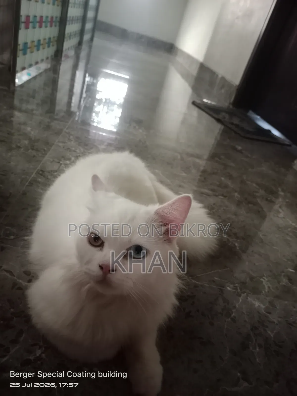1+ Year Male Purebred Persian