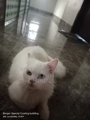 1+ Year Male Purebred Persian