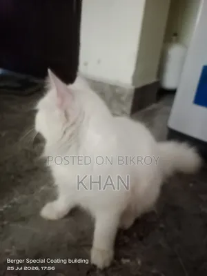 1+ Year Male Purebred Persian