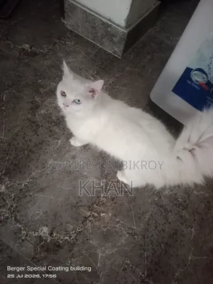 1+ Year Male Purebred Persian