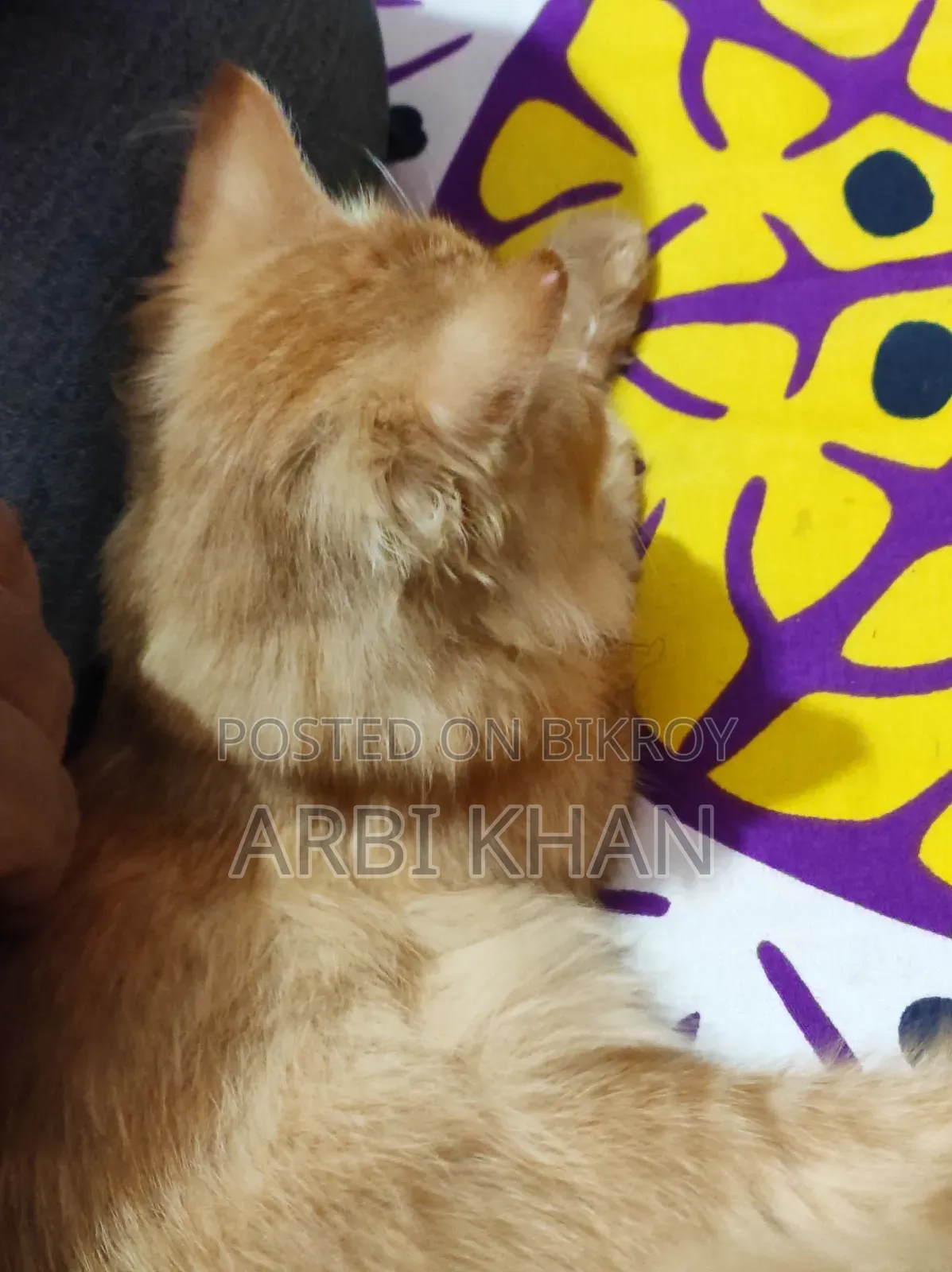 6-12 Months Female Purebred Persian