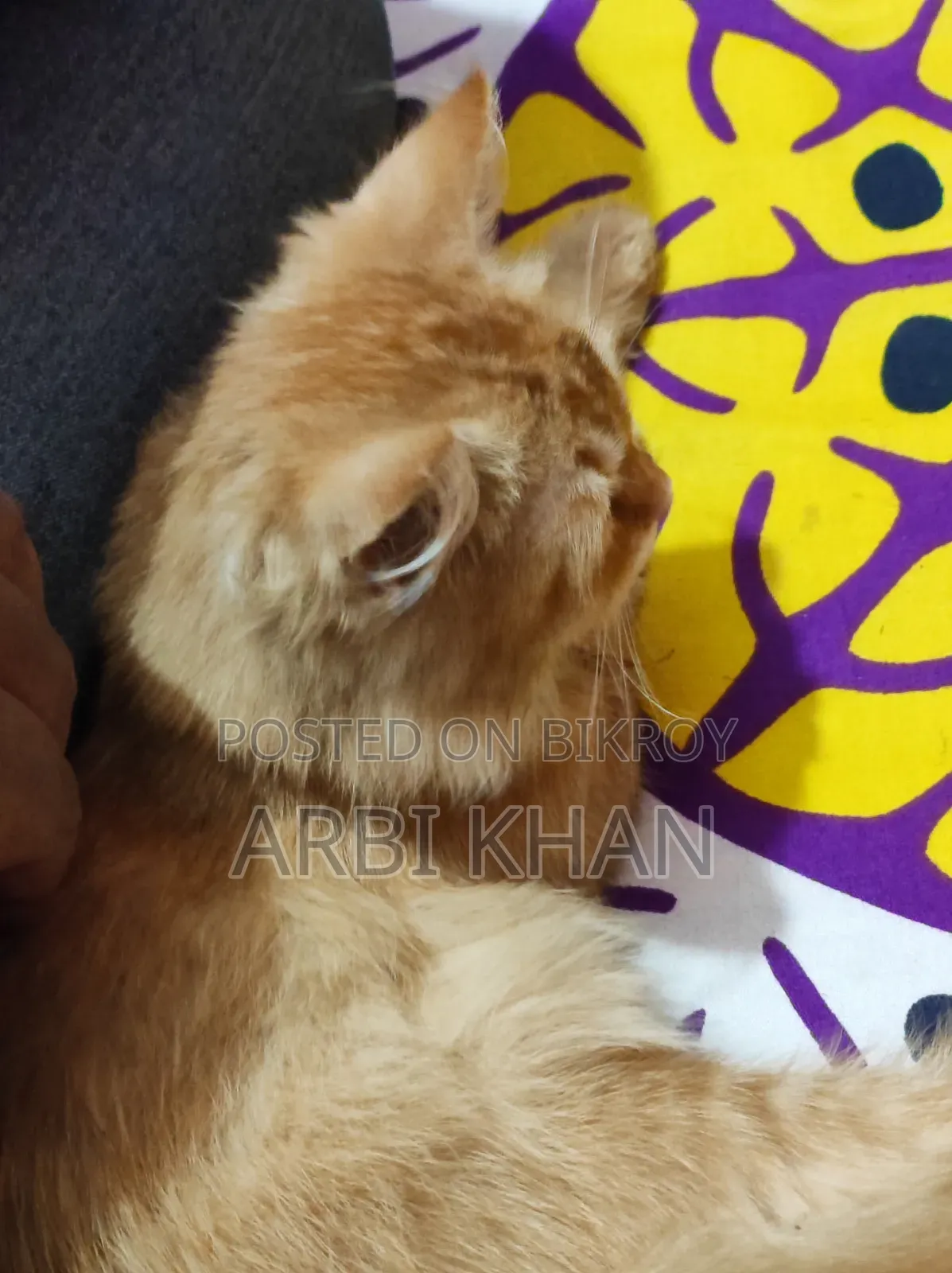 6-12 Months Female Purebred Persian