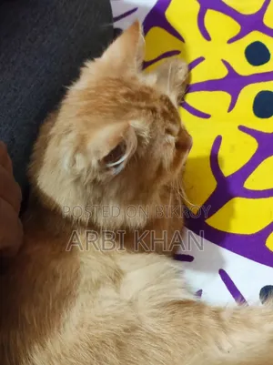 6-12 Months Female Purebred Persian