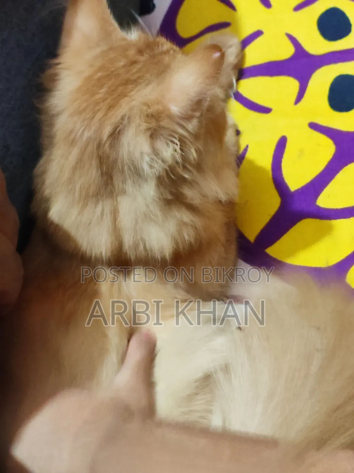 6-12 Months Female Purebred Persian