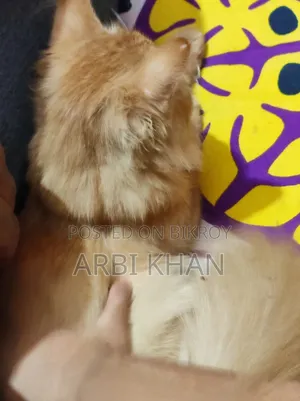 6-12 Months Female Purebred Persian
