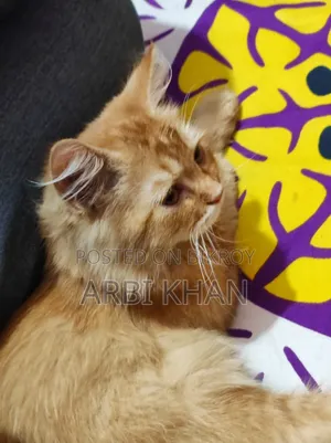6-12 Months Female Purebred Persian