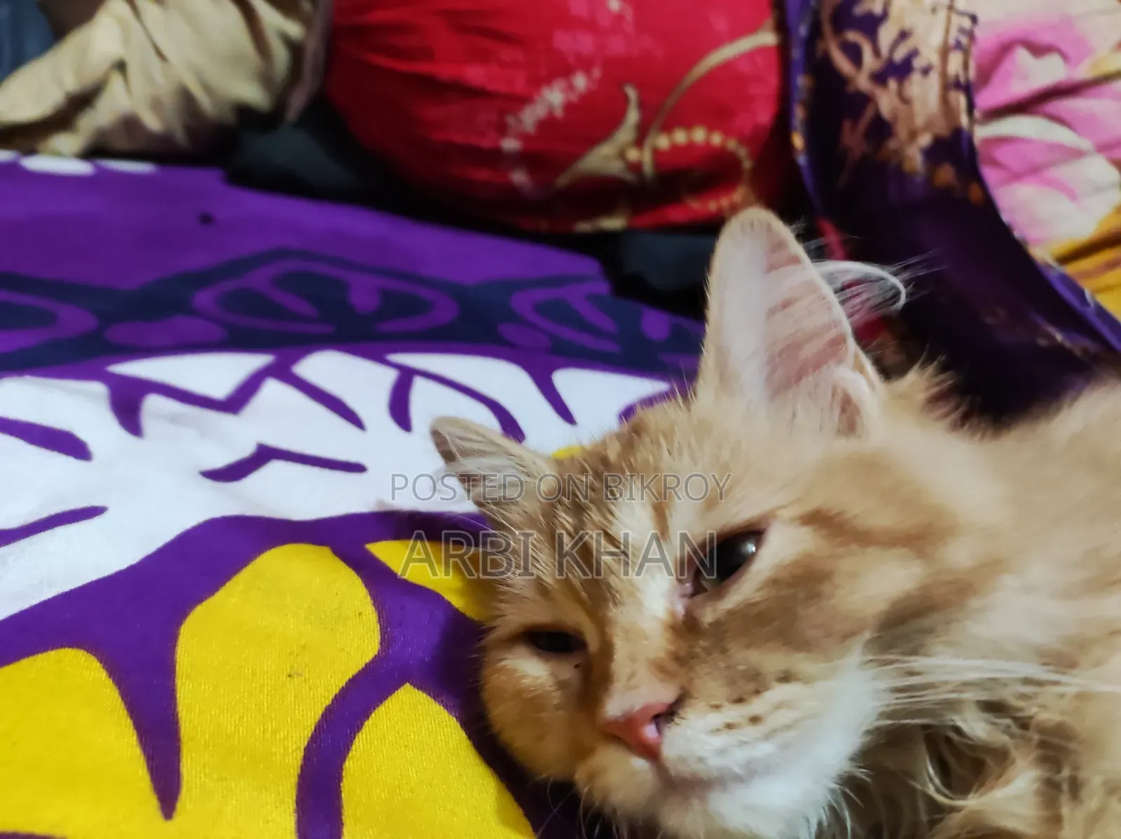6-12 Months Female Purebred Persian