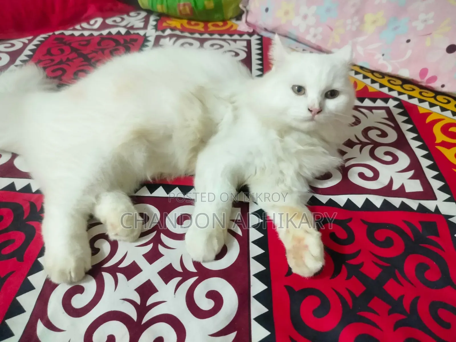 6-12 Months Male Purebred Persian