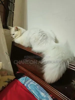 6-12 Months Male Purebred Persian